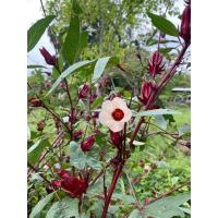 ราคา ซื้อ 1 ชุดแถม 1 ชุด เมล็ดกระเจี๊ยบแดง กระเจี๊ยบแดง เพาะอ่อนกระเจี๊ยบแดง (26472474322)