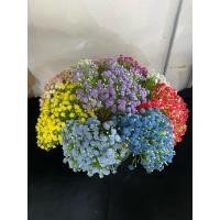 ราคา ช่อบูเก้ยิปซี(10สี) (24009360031)