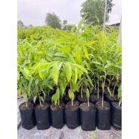 ราคา ต้นกฤษณา หรือ ไม้หอมสูง30ซม.ขึ้นไปสั่งขั้นต่ำ3ต้นคละได้ (22841443468)