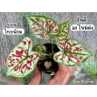 ราคา บอนสี ไทยนิยม Caladiums ❌จัดส่งทั้งกระถาง❌ (13522609074)