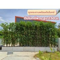 ราคา ชุดกระถางปูนพร้อมต้นโมกข์สูง2.50ม.รั้วต้นโมกในกระถาง (26961546784)