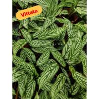 ราคา ต้นคล้าวิททาทา (Calathea vittata) ใบสวยๆรากเเน่นๆ (3753510791)