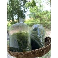 ราคา สาหร่ายพวงองุ่นสดใหม่จากฟาร์ม (41058563672)