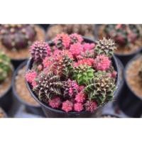 ราคา แคคตัสยิมโนด่าง ยิมโนด่างชมพู สีสดใส ยกพอตไซส์เล็ก (10229993258)