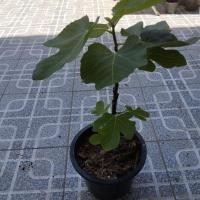 ราคา ต้นมะเดื่อฝรั่ง btm 6 japan ญี่ปุ่น แบบกระถาง (44450622344)