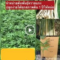 ราคา (10ต้น)(ขาย ต้นพันธุ์) ต้นหวาย กล้าหวาย ต้น กล้า หวาย หนามขาว (3060524167)