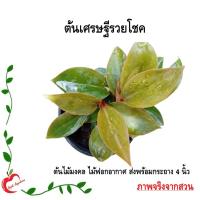 ราคา ต้นเศรษฐีรวยโชค หรือเรดคองโก ต้นไม้มงคล ต้นไม้ฟอกอากาศ ส่งพร้อมกระถาง 4 นิ้ว (44253344700)