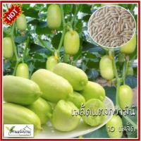 ราคา 10 เมล็ด เมล็ดแตงกวามินิ เมล็ดแตงกวาจิ๋ว เมล็ดแตงกวาญี่ปุ่น เล็ดแตงกวาไข่ไก่ (26758124498)