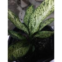 ราคา ต้นเศรษฐีเรือนทองราคาถูก (10160322167)