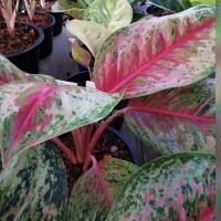 ราคา ือโกลนืมา10กะรัตกระถาง6" (8672687217)