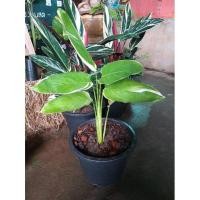 ราคา สาคูด่างไม้ฟอกอากาศใบด่าง (8075030916)