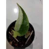 ราคา ต้นโชคเก้าชั้นด่างฮาฟสวยๆ (9574671576)