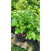 ราคา จิงจูฉ่าย พืชสมุนไพร กระถาง 5 นิ้ว (40008567983)