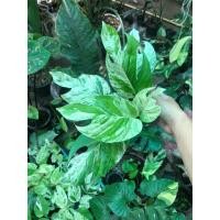 ราคา อิพิมาเบิ้ล/อิพิด่าง/ Epi mable (19493231239)