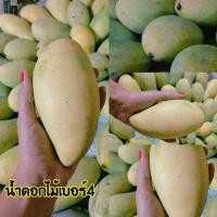ราคา ต้นมะม่วงมัน พันธุ์ น้ำดอกไม้เบอร์4 ลำต้นสูง 70-80 ซม ทาบกิ่ง (10018625331)