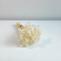 ราคา ดอกไม้แห้ง สีขาว ดอกบัวสวรรค์ ดอกไม้จริง จัดแจกัน ดอกไม้แห้งจิ๋ว Dried flower (27774933755)