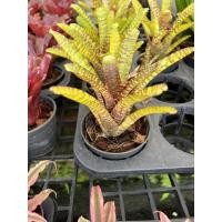 ราคา สับปะรดสี หรือบรอมีเลียด (Bromeliad) กระถาง4นิ้ว (20262175984)