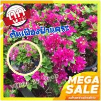 ราคา ต้นเฟืองฟ้า เฟืองฟ้าสาวิตรี ดอกสีสดใส สีชมพู ทรงบอนไซ จัดส่งพร้อมกระถาง 8 นิ้ว ลำต้นสูง 40-50 ซ.ม. (1 ต้น/แพ็ค) (9851780811)