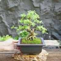 ราคา ♥︎ | บอนไซ โมกหนูลา ⋆˚ ˚⋆ ((พร้อมส่ง✅)) มีวิธีการดูแล+ปุ๋ยแถมไปให้ค่ะ〰️ (27564183583)