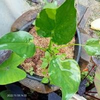 ราคา ต้นกวักใบโพธิ์ด่างไม้มงคล (11870402752)