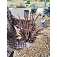 ราคา สมุนไพรรากสามสิบ แบบสด (21783502576)