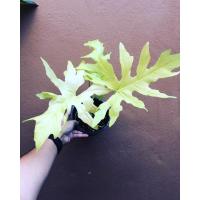 ราคา ฟิโลเดนดรอนใบมะละกอสีทอง Philodendron bipinnatifidum gold (14179908074)