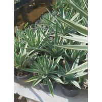 ราคา Agava star อากาเว่ ดาวกระจาย (26109207165)