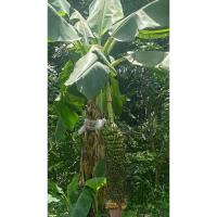 ราคา หน่อกล้วยร้อยหวีต้นกล้วยร้อยหวีต้นไม้ประดับ (40258970798)