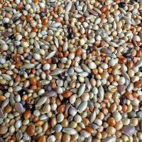 ราคา เหวินเนียวหลากสี นกชบา นกขมิ้น นกมุก นกชบา อาหารนกหยก อาหารนกผสม อาหารนก (28969277553)