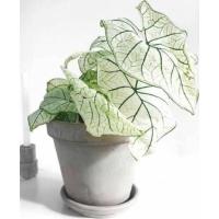 ราคา บอนสีอิเหนาขาวบอนสีบ้านๆ (19482506519)