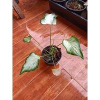 ราคา บอนสี กวนอิม กระถาง 4 นิ้ว (19439135786)