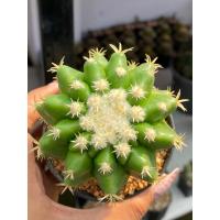 ราคา ถังทองหนามสั้น ถังทอง หนามสั้น Echinocactus grusonii var.intermedius กระบองเพชร (21474447679)
