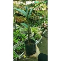 ราคา ต้นหมากแดงต้นเล็ก ต้นละ 99 บาท (23955895579)