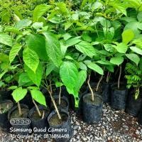 ราคา ต้น ลิ้นฟ้า,เพกา ผักเป็นยา (28859907379)