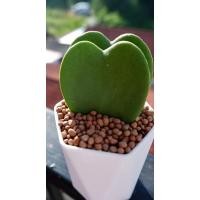 ราคา ต้นหัวใจ โฮย่า ต้นหัวใจทศกัณฑ์ #ของขวัญ #ของชำร่วย #งานแต่ง #คู่รัก (7441880688)