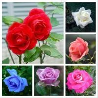 ราคา 10ชิ้นถั่วงอก Supreme Seeds สวนหายาก seeds/ผักชี/อัญมณี/มะเขือเทศ/กระโปรง/สวน/กางเกง/ดอกไม้/ ชาวไร่/ผู้ชาย IPI1 (23717169567)