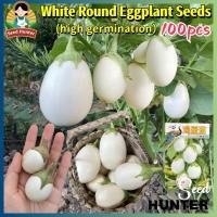 ราคา เมล็ดพันธุ์ มะเขือไข่เต่าขาว เมล็ดมะเขือไข่เต่าขาว White Eggplant Seeds 100เมล็ด/แพ็ค ปลูกง่าย เมล็ดพันธุ์ผัก ผักสวนครัว (24244126924)