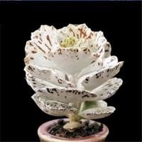 ราคา พัดลมนกสีขาว succulents นำเข้าสินค้าราคาแพงพัดลมนกฟินช์สีดำอวบน้ำ Jigong พัดลมนกฟินช์ไม้กระถางขนาดเล็ก (29622887181)