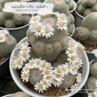 ราคา แลนต้า ราชินีแมม Mammillaria lenta ดอกสวยลูกคุณหนูมาก แคคตัส กระบองเพชร (18080772405)