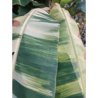 ราคา กล้วยน้ำว้ามะลิอ่องด่าง(หน่อขุดสด) ทานผลได้ (18531627722)