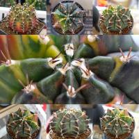 ราคา [ส่งฟรี✅] ไม้เมล็ดลูกซีเปียร์ ( Sepia’s seeding ) Gymnocalycium Mihanovichii Variegata seeding. (6780507744)