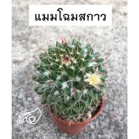 ราคา แมมโฉมสกาว โฉม สกาว คาร์วินสเกียนา karwinskiana แมมมิลาเรีย mammillaria กระบองเพชร แคคตัส (16304535778)