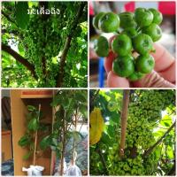 ราคา ต้นมะเดื่อฉิ่ง มะเดื่อชุมพร ต้นแข็งแรงพร้อมปลูก ขนาด40-50เซนฯ มะเดื่อกินผล ติดผลดกต้นเตี้ย ปลูกลงกระถางได้กินตลอดปี (18584403538)