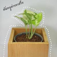 ราคา ต้นพลูด่างงาช้าง ส่งฟรี ! (4534234742)