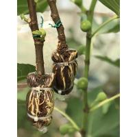 ราคา กิ่งตอนมะเดื่อฝรั่งสายพันธุ์ Peter’s Honey (4156041449)