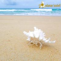 ราคา Andaman seashell แก้วเป่าติดเปลือกหอย รูปปูเสฉวน ติดเปลือกหอยหน้ายักษ์ (15553241478)