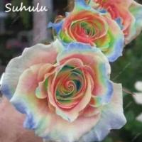 ราคา เมล็ดกุหลาบสลับสี จากต่างประเทศ (814125424)