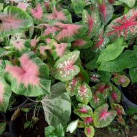 ราคา ❤️ บอนสี ทางร้านเลือกให้ บอนสี เจ้ากรุงไกรเซอร์ วัวแดง อิเหนา สาวน้อยปะแป้ง ฮกหลง ร่อนทอง ไม้ฟอกอากาศ ไม้ด่าง (20314404898)