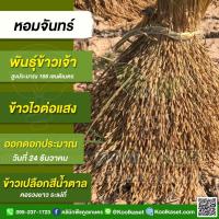 ราคา พันธุ์​ข้าว​ ข้าวเจ้า หอมจันทร์ นาปี ไวแสง คอรวงยาว ระแง้ถี่ บรรจุ 20 กก. พร้อมปลูก คูลเกษตร KR61 (24175616668)