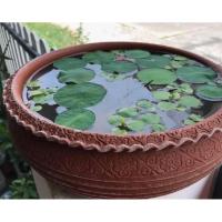 ราคา อ่างบัวอ่างดินเผา15.5นิ้ว สั่งแบบเจาะรูก้นได้ อ่างดินเผาปากหยิก สวยตรงปกถ่ายวีดิโอตอนแกะสินค้าทุกครั้ง (18875495437)